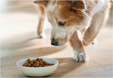 Dog ready to eat delicious Hill's Pet Food